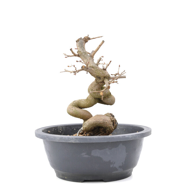 Carpinus coreana Yamadori, 20 cm, ± 15 ans