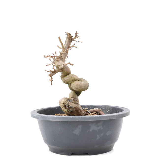 Carpinus coreana Yamadori, 20 cm, ± 15 años