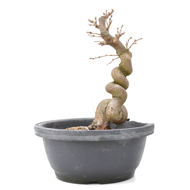 Carpinus coreana Yamadori, 24 cm, ± 15 years old