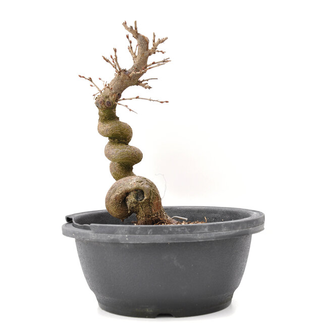 Carpinus coreana Yamadori, 24 cm, ± 15 jaar oud