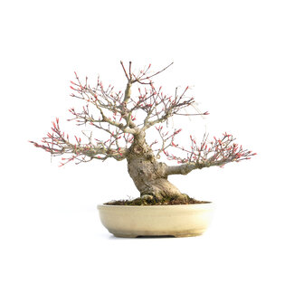 Acer palmatum Seigen, 29,5 cm, ± 35 jaar oud