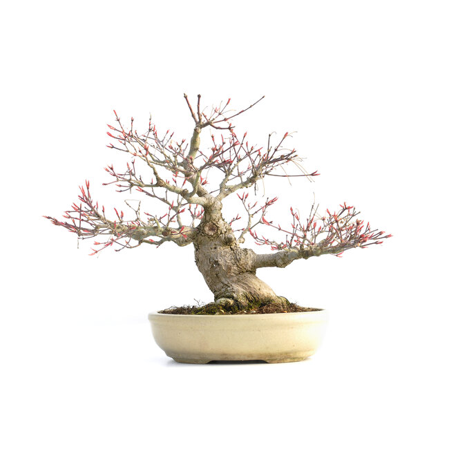 Acer palmatum Seigen, 29,5 cm, ± 35 jaar oud, met een nebari van 15 cm