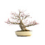 Acer palmatum Seigen, 29,5 cm, ± 35 jaar oud, met een nebari van 15 cm