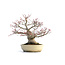 Acer palmatum Seigen, 29,5 cm, ± 35 jaar oud, met een nebari van 15 cm