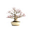 Acer palmatum Seigen, 29,5 cm, ± 35 jaar oud, met een nebari van 15 cm