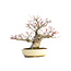 Acer palmatum Seigen, 29,5 cm, ± 35 jaar oud, met een nebari van 15 cm