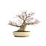 Acer palmatum Seigen, 29,5 cm, ± 35 jaar oud, met een nebari van 15 cm