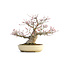 Acer palmatum Seigen, 29,5 cm, ± 35 years old, with a nebari of 15 cm