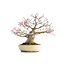 Acer palmatum Seigen, 29,5 cm, ± 35 jaar oud, met een nebari van 15 cm