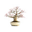 Acer palmatum Seigen, 29,5 cm, ± 35 jaar oud, met een nebari van 15 cm