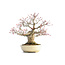 Acer palmatum Seigen, 29,5 cm, ± 35 years old, with a nebari of 15 cm