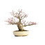 Acer palmatum Seigen, 29,5 cm, ± 35 jaar oud, met een nebari van 15 cm