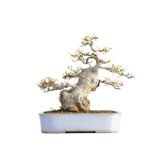 Acer buergerianum, 36 cm, ± 35 anni