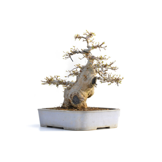 Acer buergerianum, 36 cm, ± 35 años, en una maceta japonesa hecha a mano