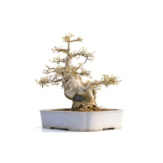 Acer buergerianum, 36 cm, ± 35 anni, in vaso giapponese fatto a mano