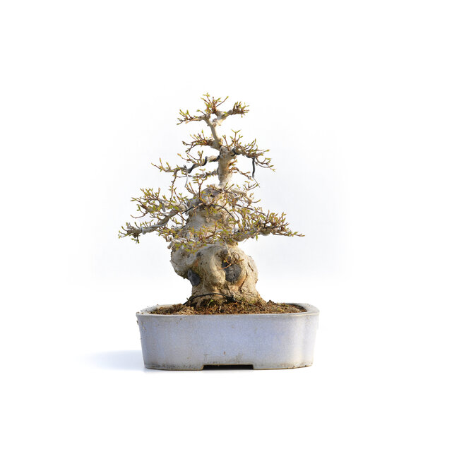 Acer buergerianum, 36 cm, ± 35 ans, dans un pot japonais fait main