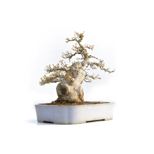Acer buergerianum, 36 cm, ± 35 anni, in vaso giapponese fatto a mano
