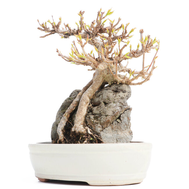 Acer buergerianum, 16 cm, ± 20 años