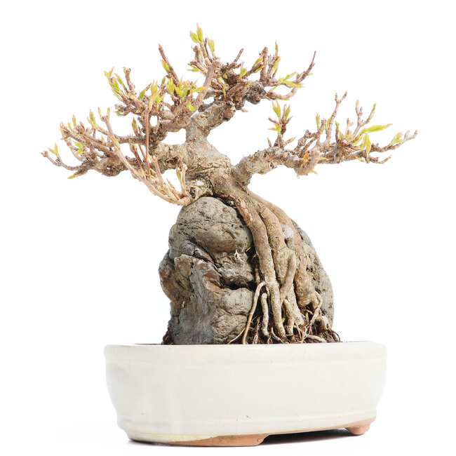 Acer buergerianum, 16 cm, ± 20 años