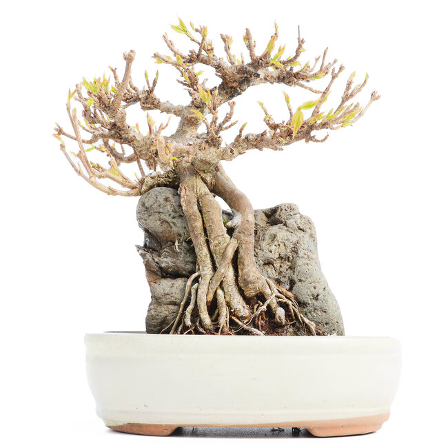 Acer buergerianum, 16 cm, ± 20 años