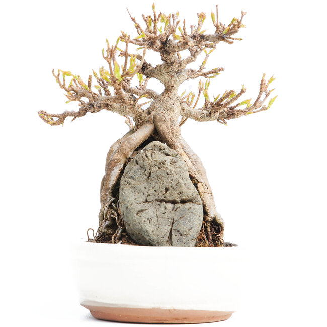 Acer buergerianum, 16 cm, ± 20 años