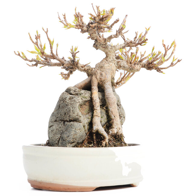 Acer buergerianum, 16 cm, ± 20 years old