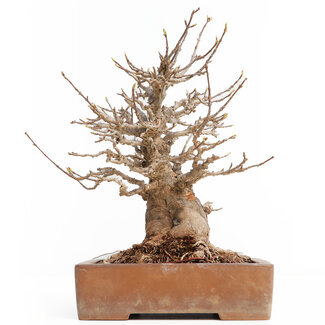 Acer buergerianum, 26 cm, ± 30 jaar oud