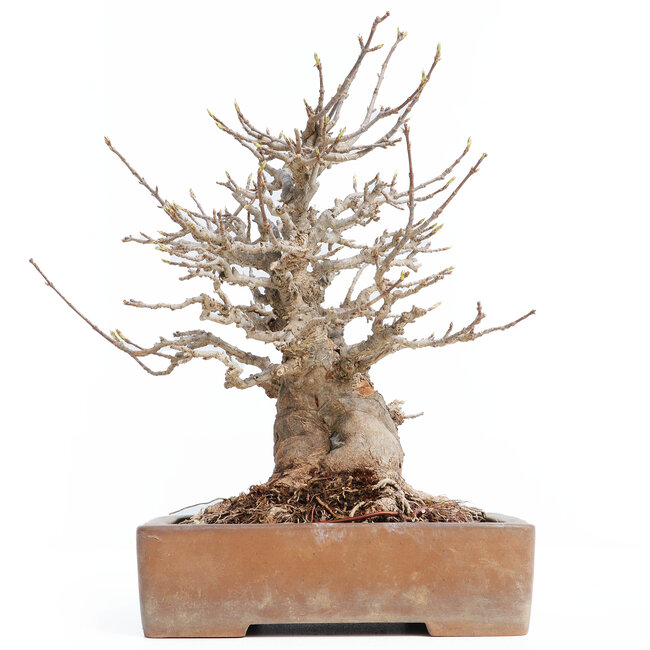Acer buergerianum, 26 cm, ± 30 jaar oud