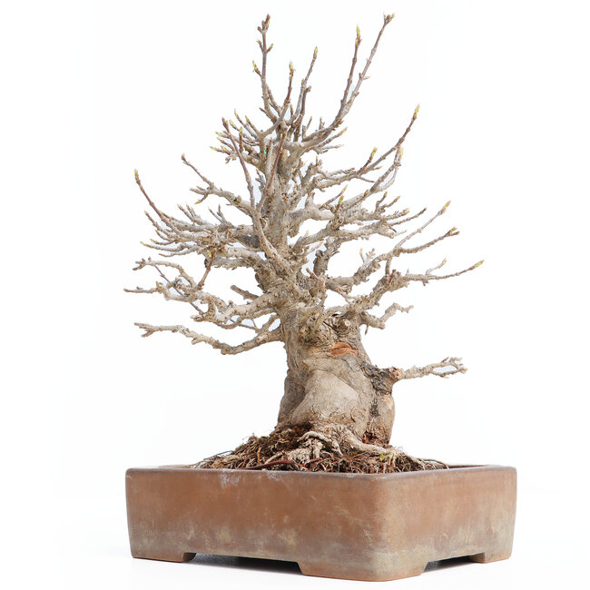 Acer buergerianum, 26 cm, ± 30 ans