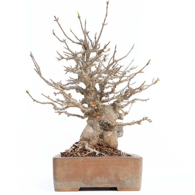 Acer buergerianum, 26 cm, ± 30 años