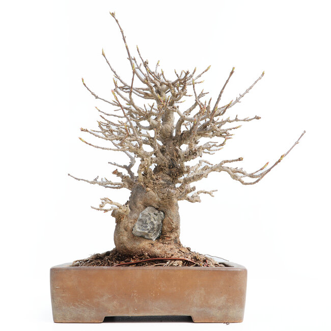 Acer buergerianum, 26 cm, ± 30 ans