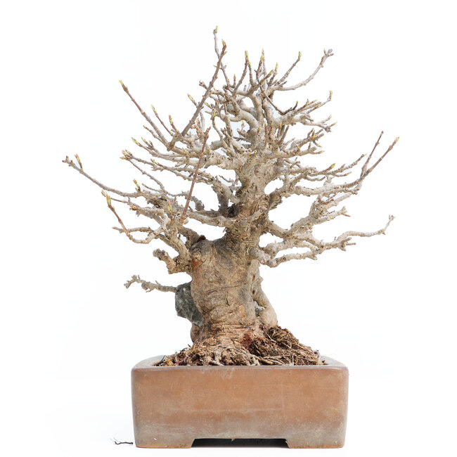 Acer buergerianum, 26 cm, ± 30 años