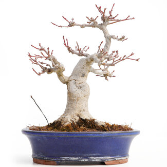 Acer palmatum, 20,5 cm, ± 25 jaar oud