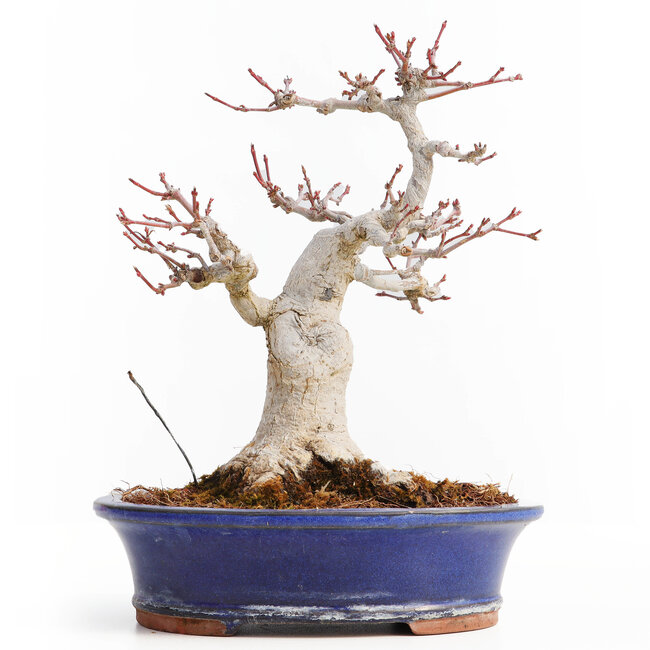 Acer palmatum, 20,5 cm, ± 25 years old