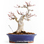 Acer palmatum, 20,5 cm, ± 25 anni