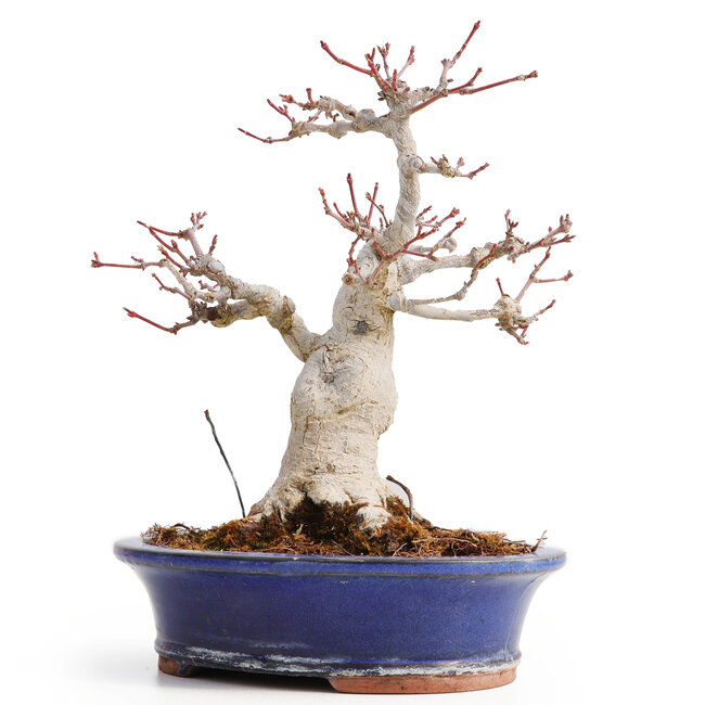 Acer palmatum, 20,5 cm, ± 25 years old