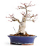 Acer palmatum, 20,5 cm, ± 25 anni