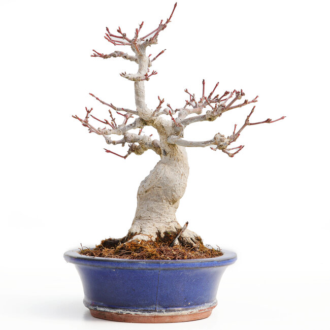 Acer palmatum, 20,5 cm, ± 25 años