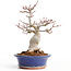 Acer palmatum, 20,5 cm, ± 25 anni