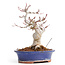 Acer palmatum, 20,5 cm, ± 25 anni