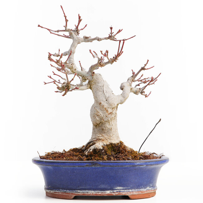 Acer palmatum, 20,5 cm, ± 25 ans