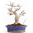 Acer palmatum, 20,5 cm, ± 25 anni