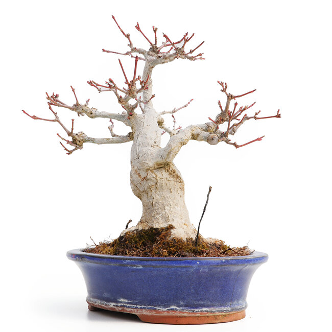 Acer palmatum, 20,5 cm, ± 25 ans