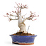 Acer palmatum, 20,5 cm, ± 25 años