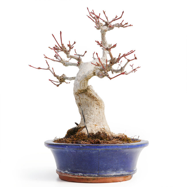 Acer palmatum, 20,5 cm, ± 25 ans