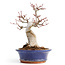 Acer palmatum, 20,5 cm, ± 25 anni