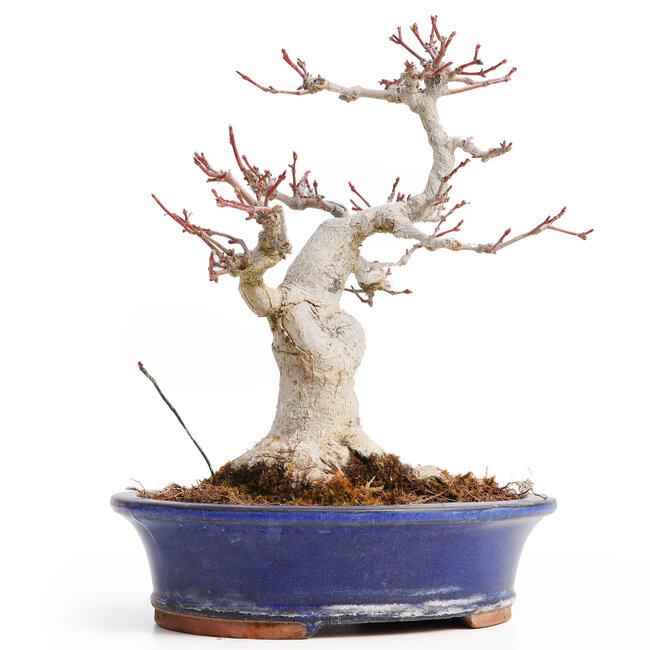 Acer palmatum, 20,5 cm, ± 25 anni