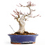 Acer palmatum, 20,5 cm, ± 25 anni