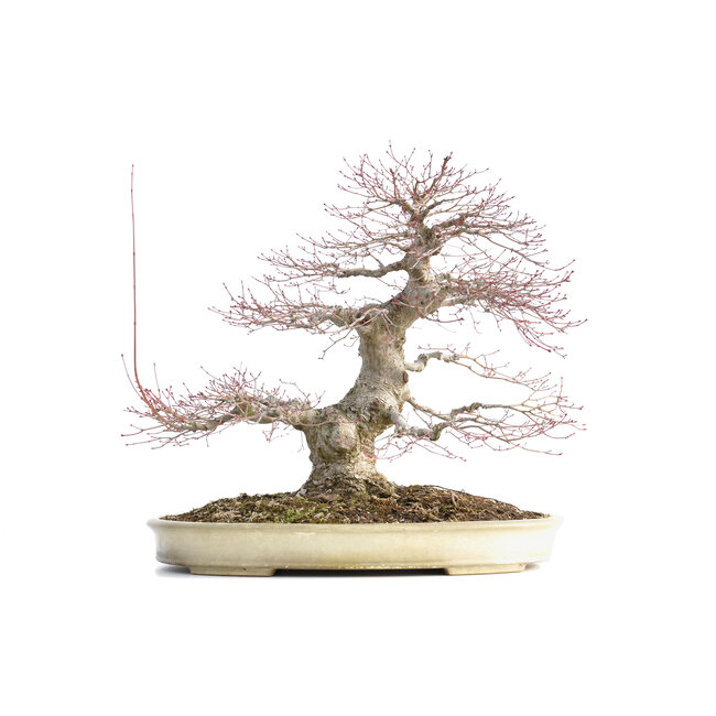 Acer palmatum, 48 cm, ± 40 years old, with a nebari of 15 cm and in a Japanese pot