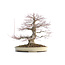 Acer palmatum, 48 cm, ± 40 years old, with a nebari of 15 cm and in a Japanese pot